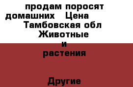 продам поросят домашних › Цена ­ 2 500 - Тамбовская обл. Животные и растения » Другие животные   